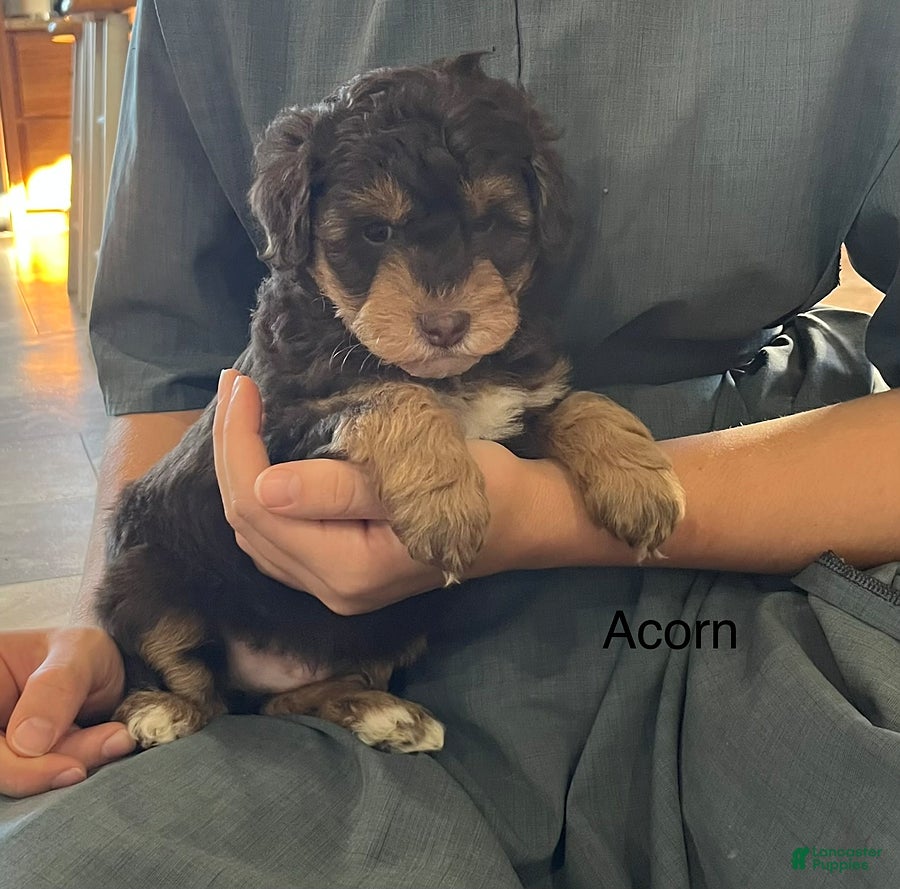 Mini Aussiedoodle dogs for sale: Acorn - Ad 40