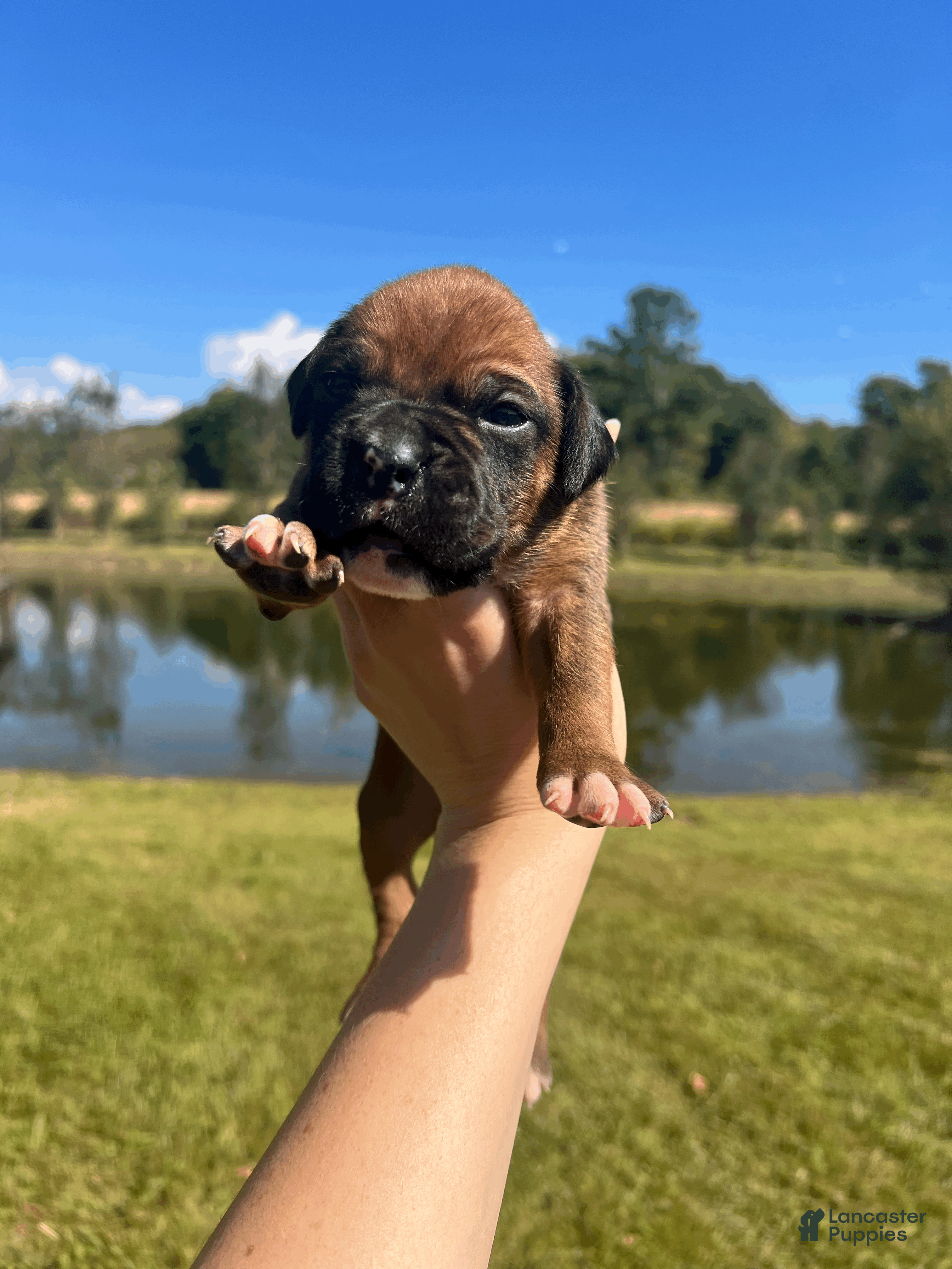 Boxer