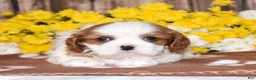 Cavalier King Charles Spaniel dogs for sale: Gia - Ad 4