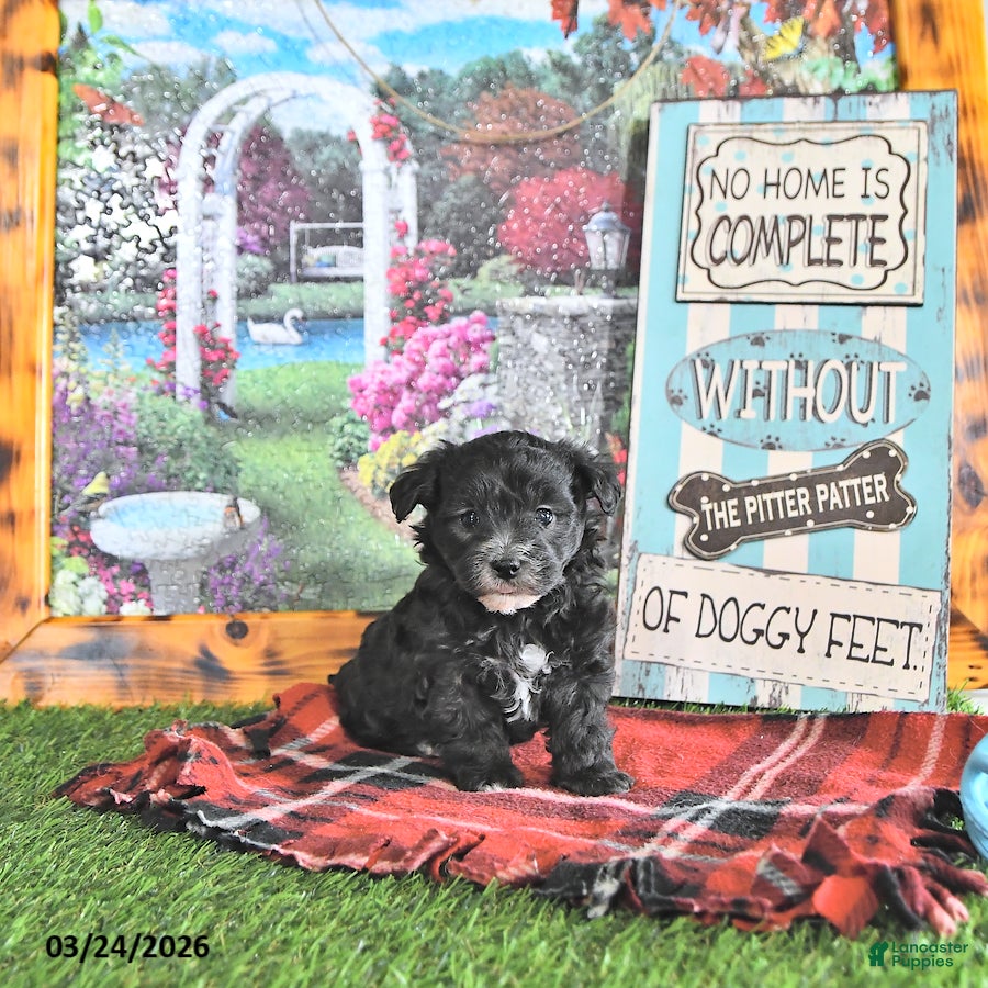 Maltipoo dogs Harriet - Ad 2