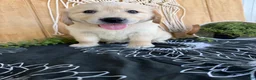 Golden Retriever dogs for sale: Grady - Ad 12