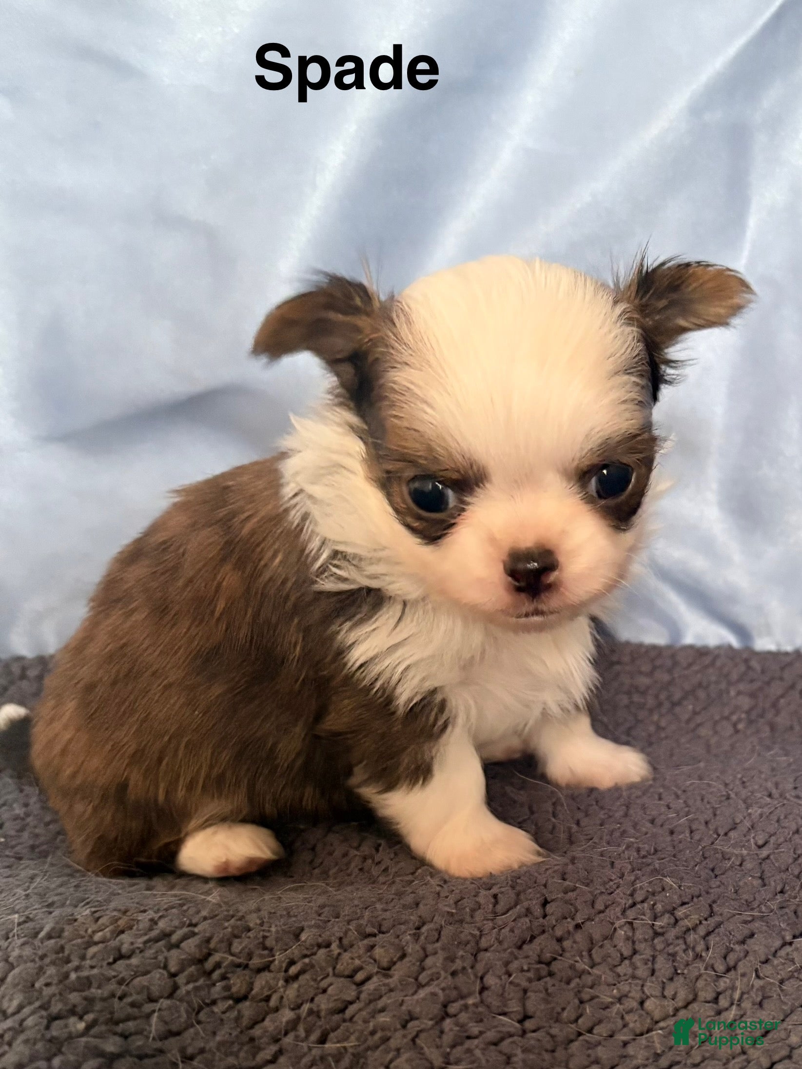 Chihuahua dogs Chihuahua Puppy 1 - Ad 29