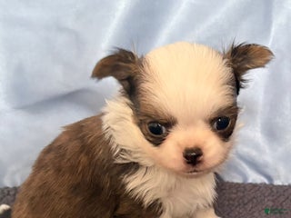 Chihuahua dogs Chihuahua Puppy 1 - Ad 16