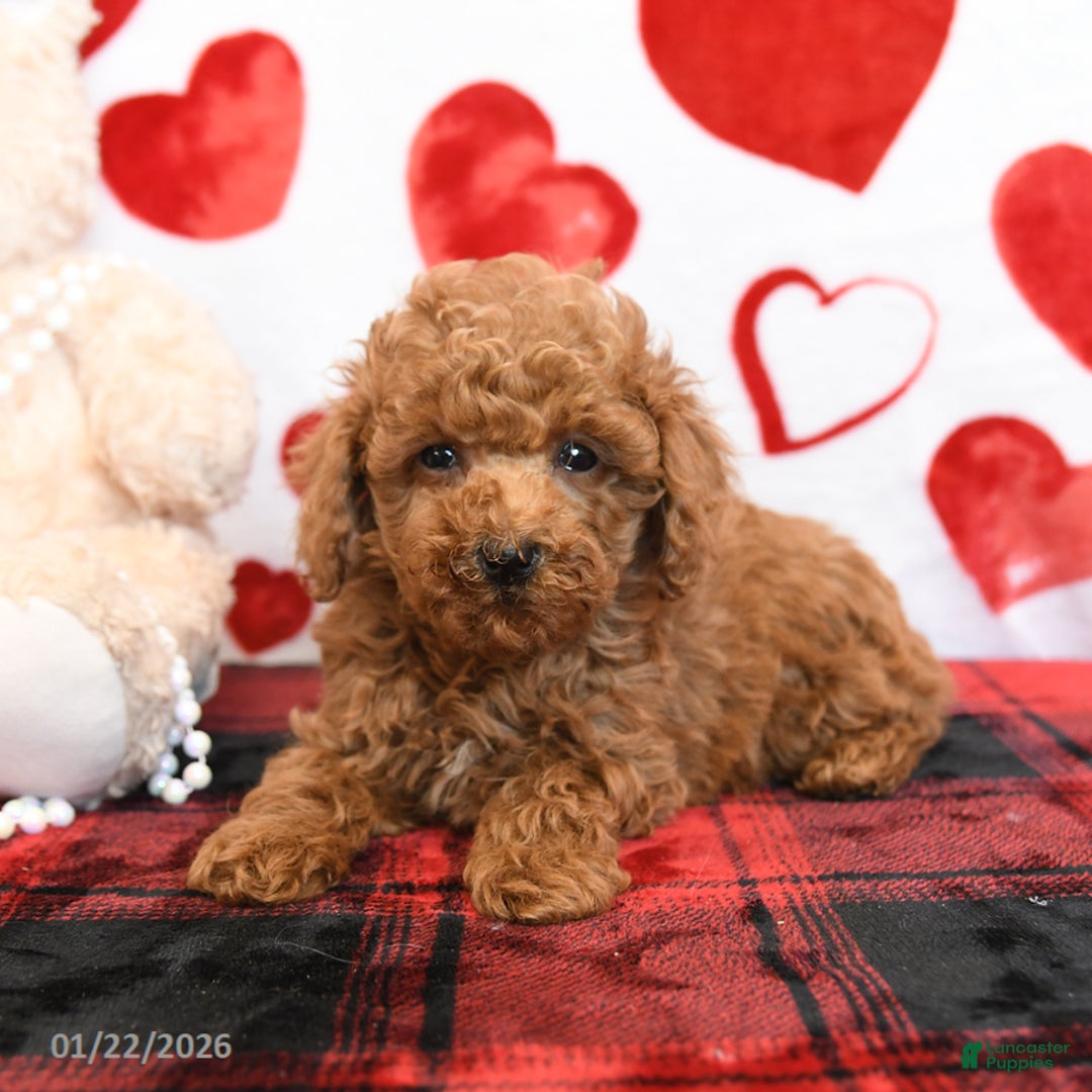 Miniature Poodle dogs for sale: Kenny - Ad 3