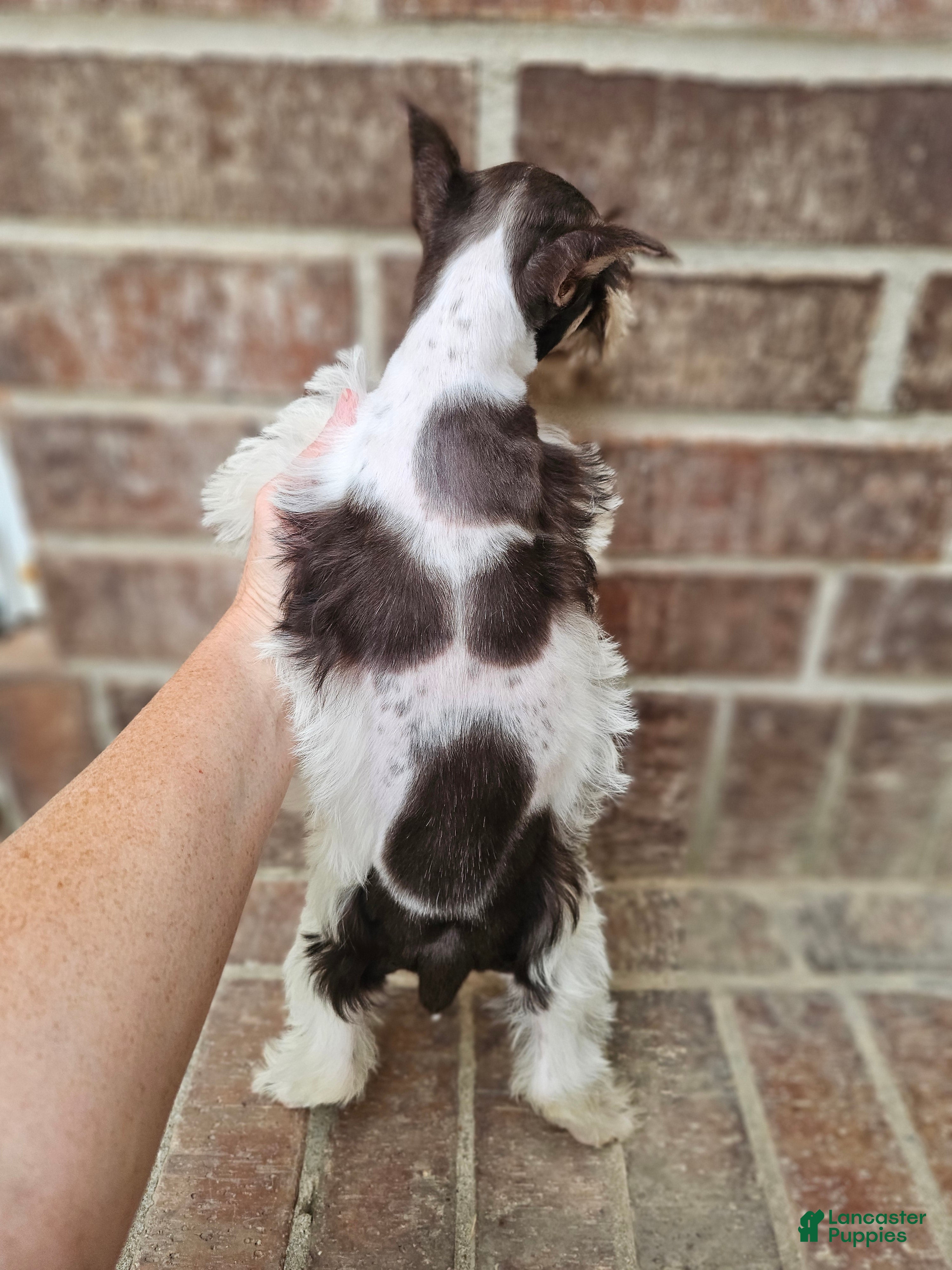 Miniature Schnauzer dogs Miniature Schnauzer 4 - Ad 2