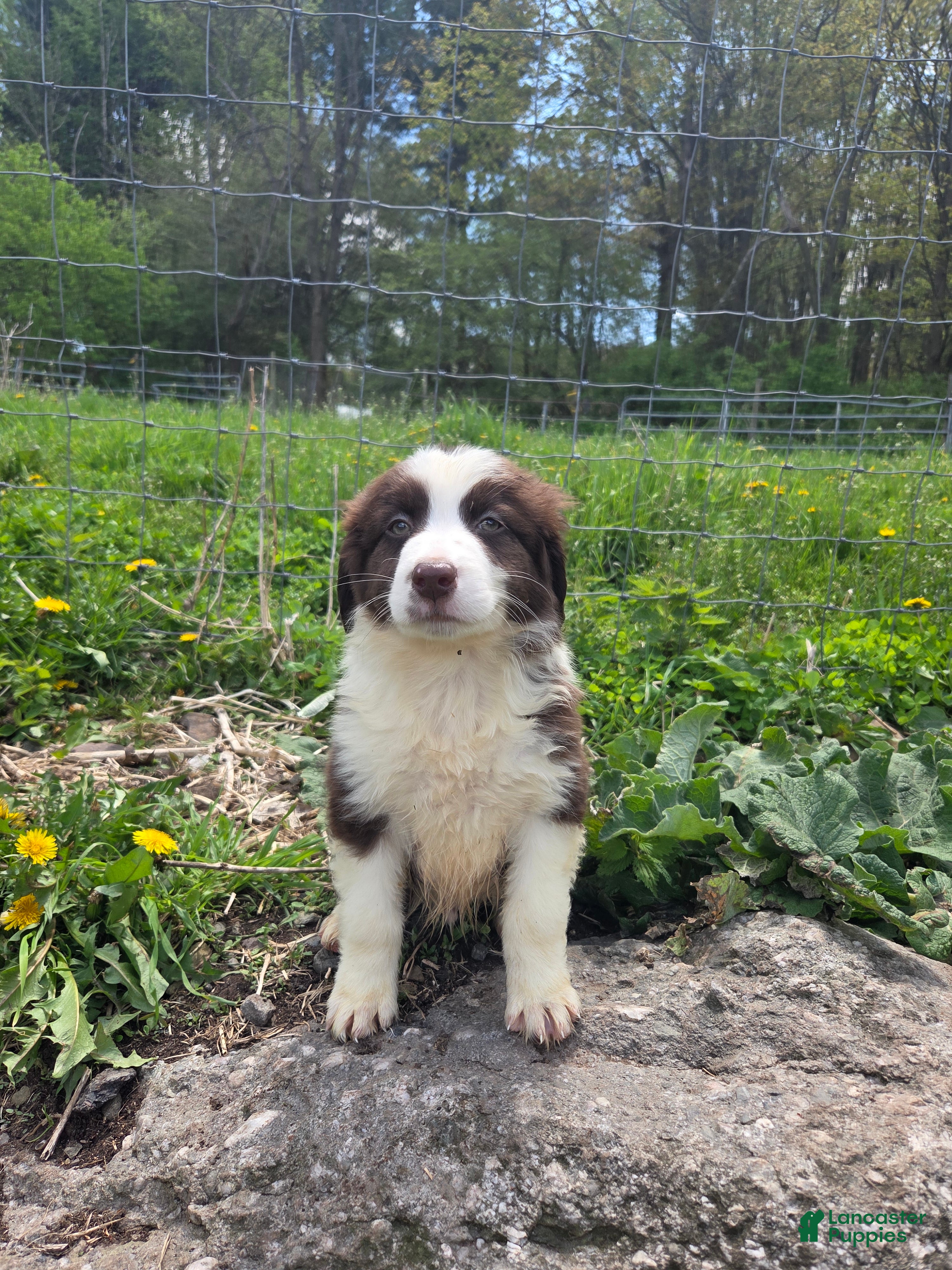 Australian Shepherd dogs Knick knack - Ad 39