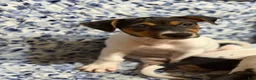Jack Russell Terrier dogs for sale: Jack Russell Terrier 1 - Ad 6