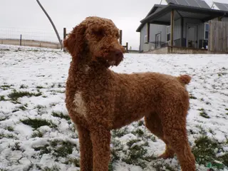 Standard Poodle dogs Standard Poodle Puppy 1 Bella - Ad 16