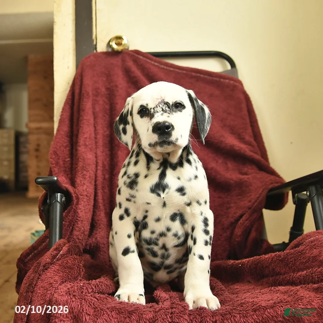 Dalmatian dogs for sale: Samson  - Ad 3