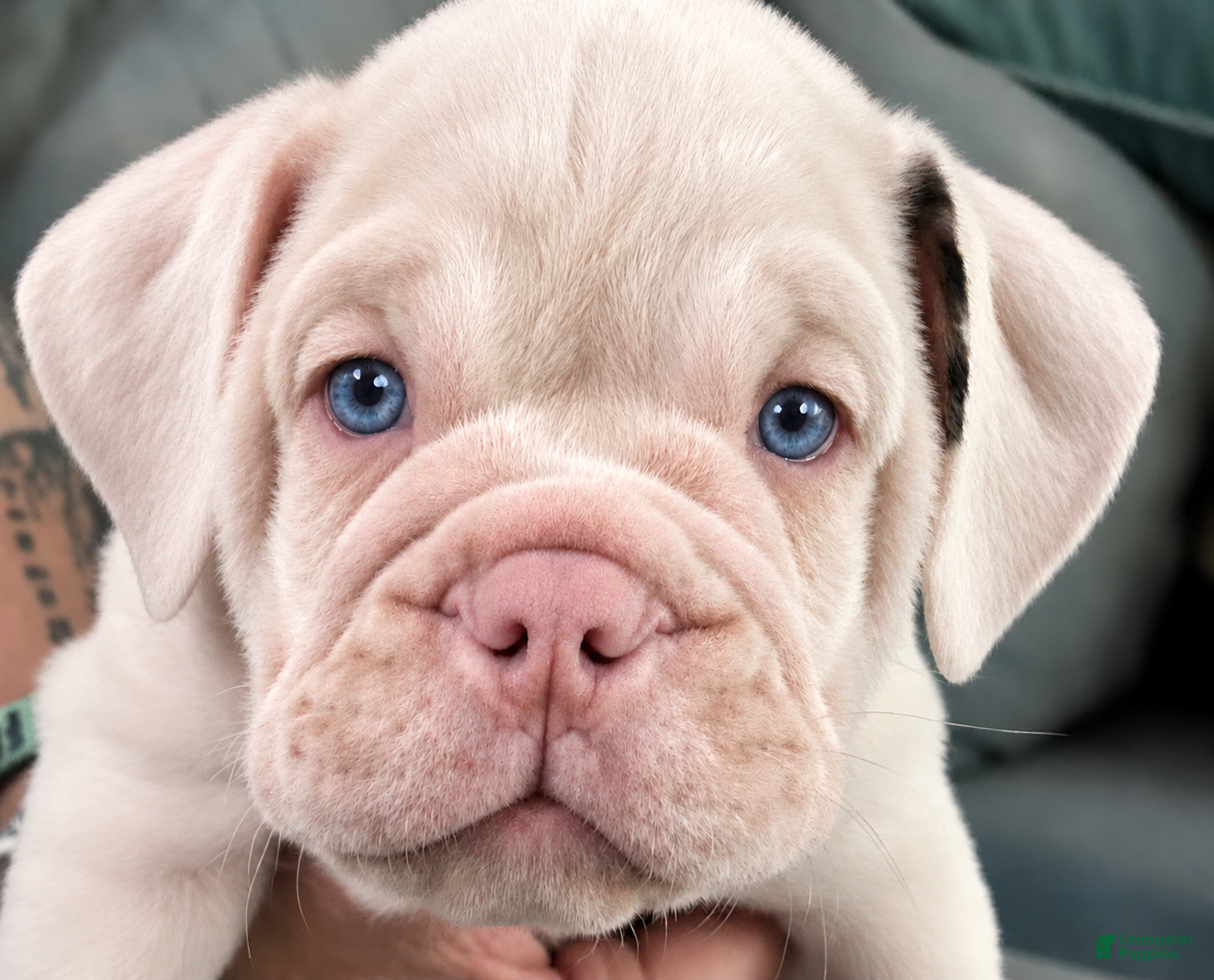 Beabull dogs Frankie - Ad 1