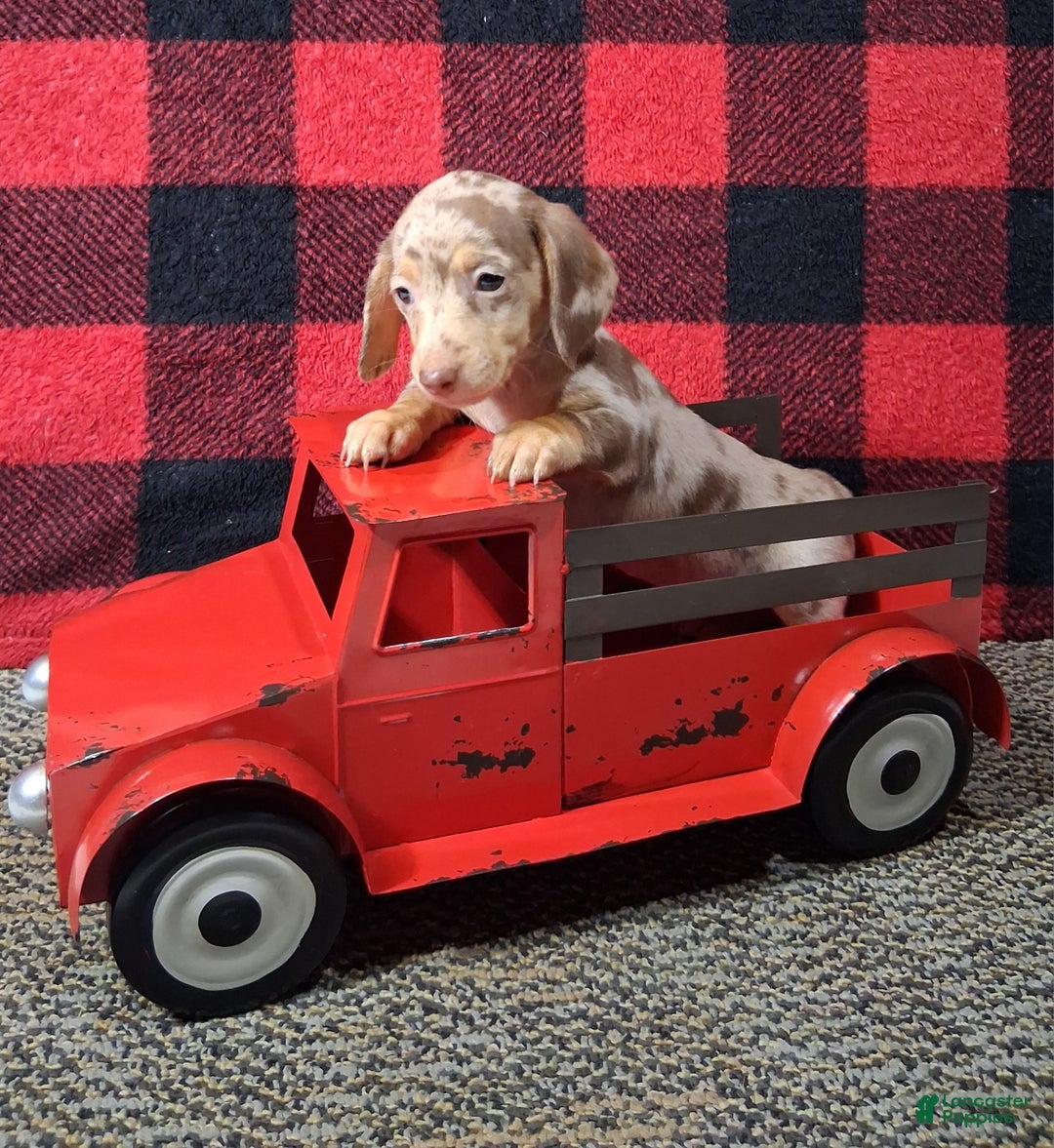 Miniature Dachshund dogs for sale: Noelle - Ad 6