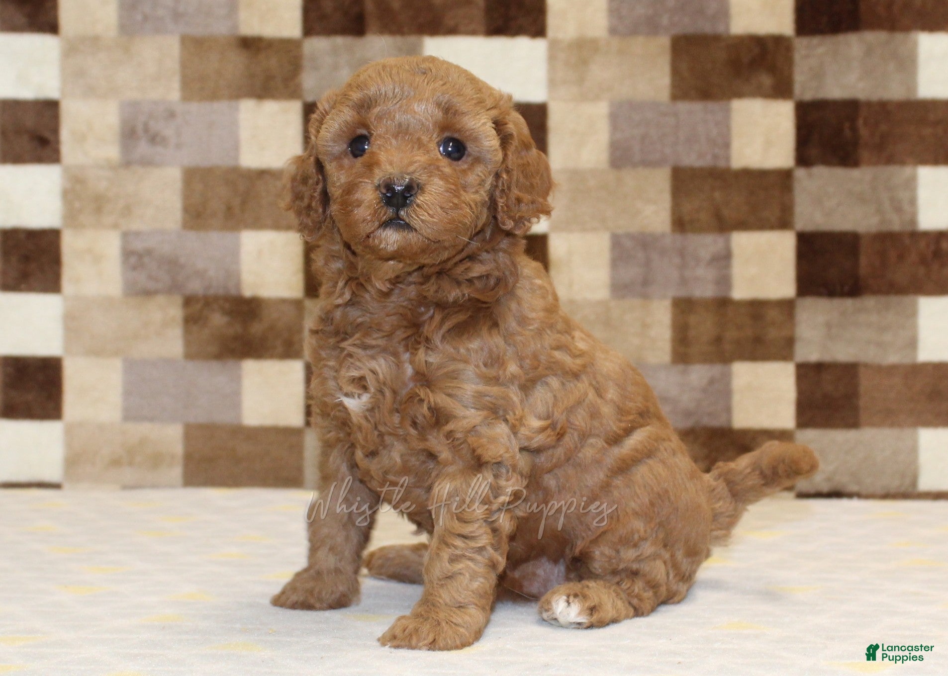 Cavapoo dogs Olivia - Ad 1