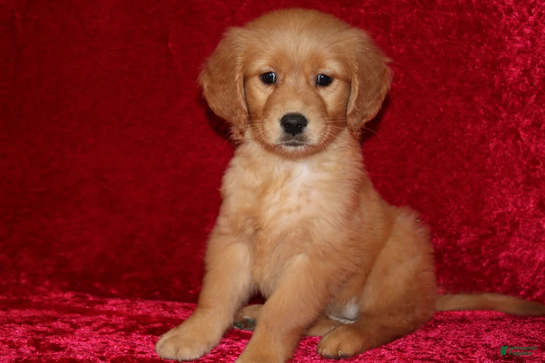 Golden Retriever dogs for sale: Summer AKC OFA  - Ad 2