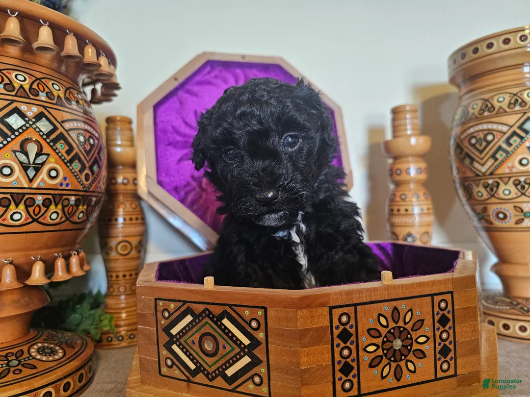 Mini Goldendoodle dogs for sale: Mulberry. - Ad 3