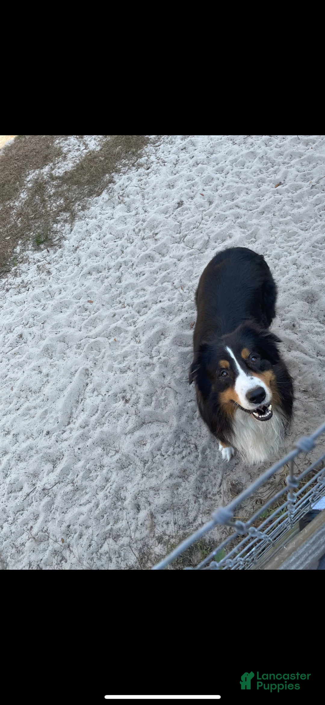 Australian Shepherd dogs for stud: Spencer  - Ad 3