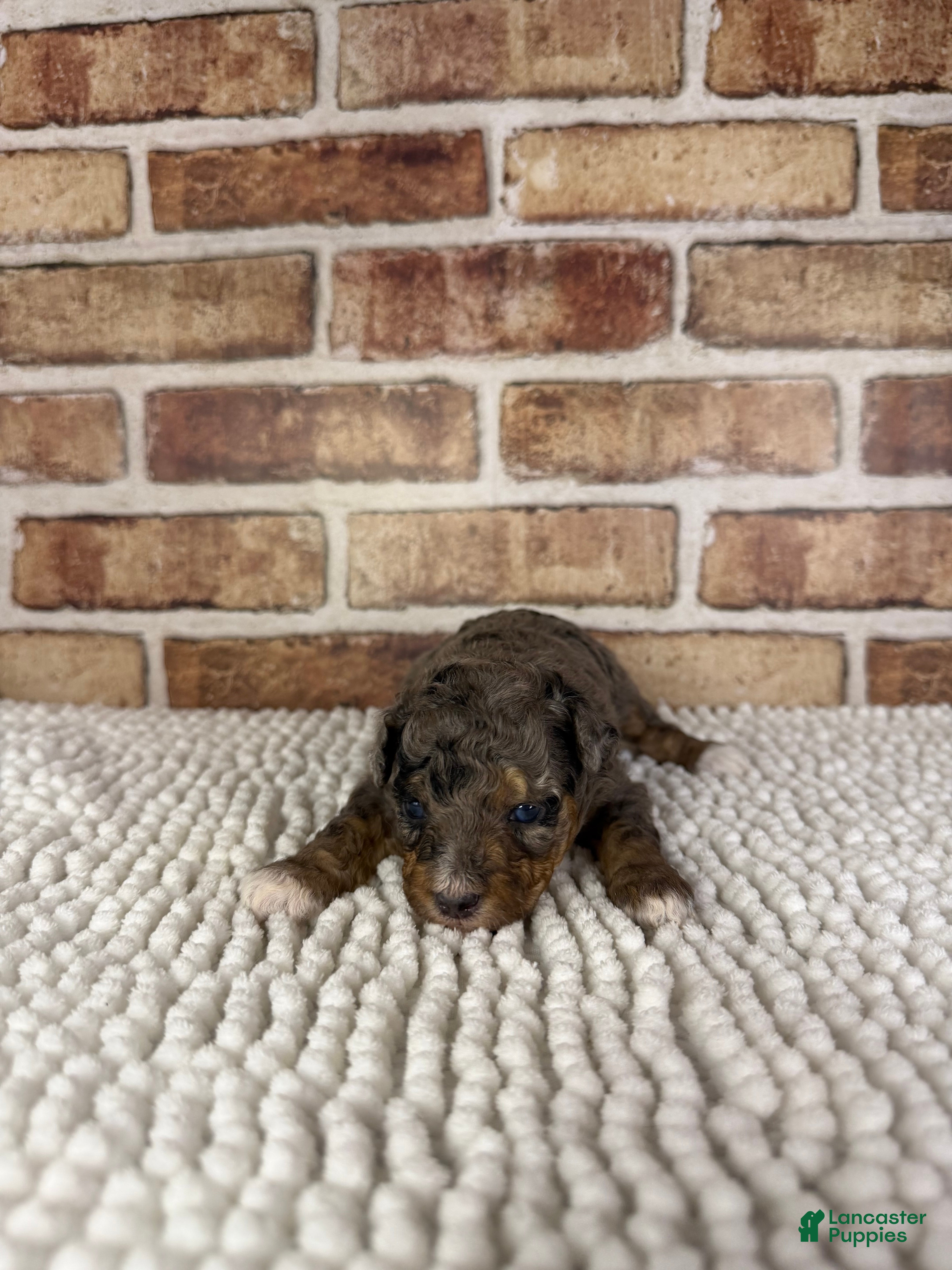Mini Aussiedoodle dogs Tipsy - Ad 17