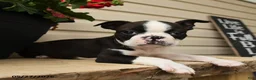 Boston Terrier dogs for sale: Marvin - Ad 3