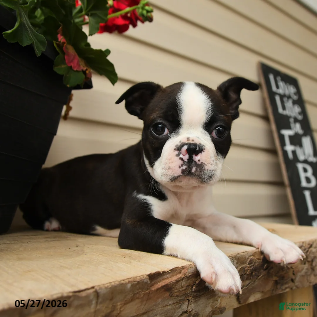 Boston Terrier dogs for sale: Marvin - Ad 3