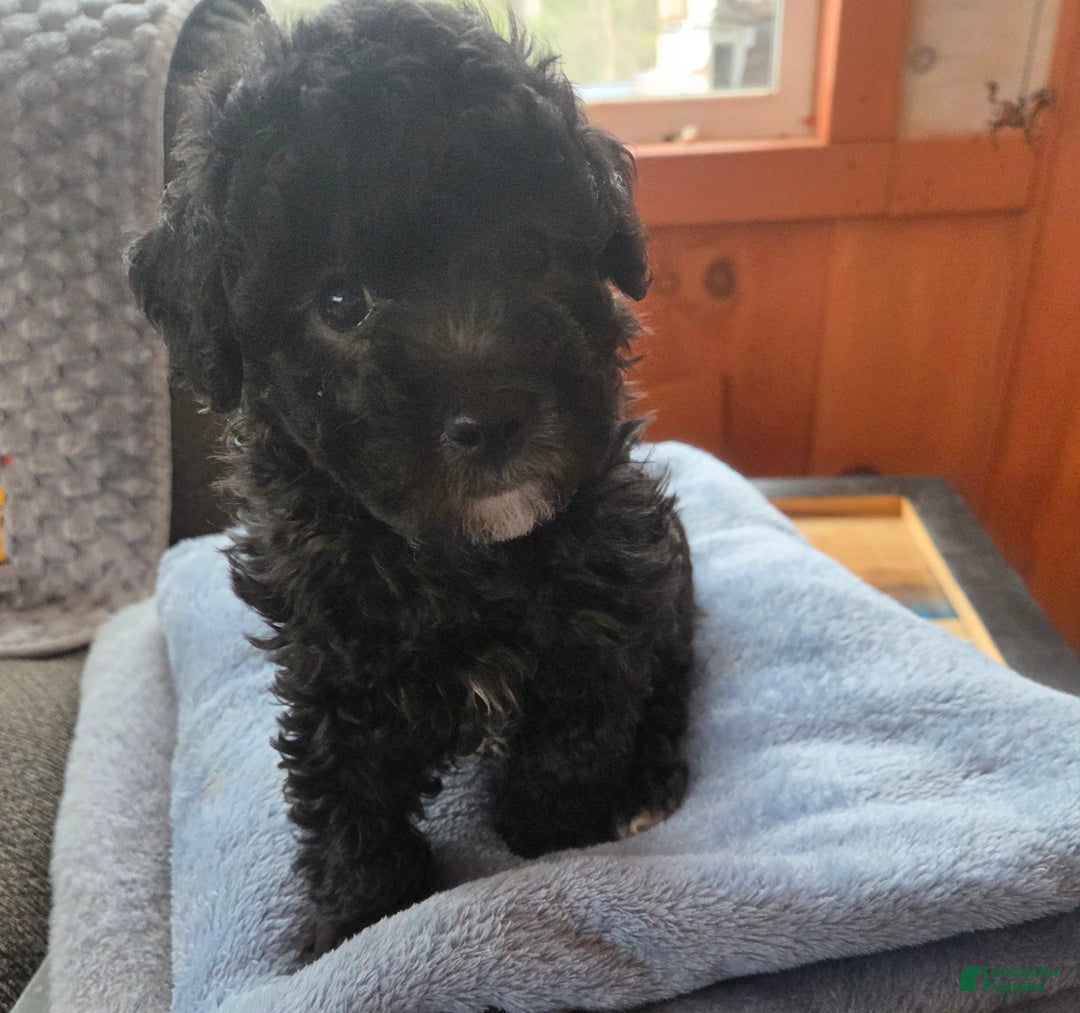 Toy Poodle dogs for sale: Toy Poodle Puppy 1 - Ad 7