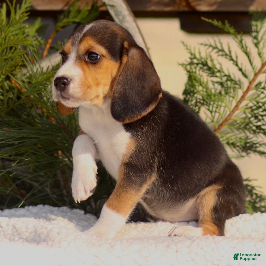 Beagle dogs Logan - Ad 15