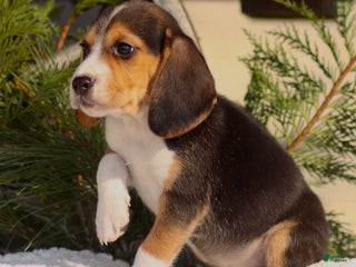 Beagle dogs Logan - Ad 15