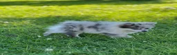 Pomeranian dogs for sale: Bluey - Ad 7