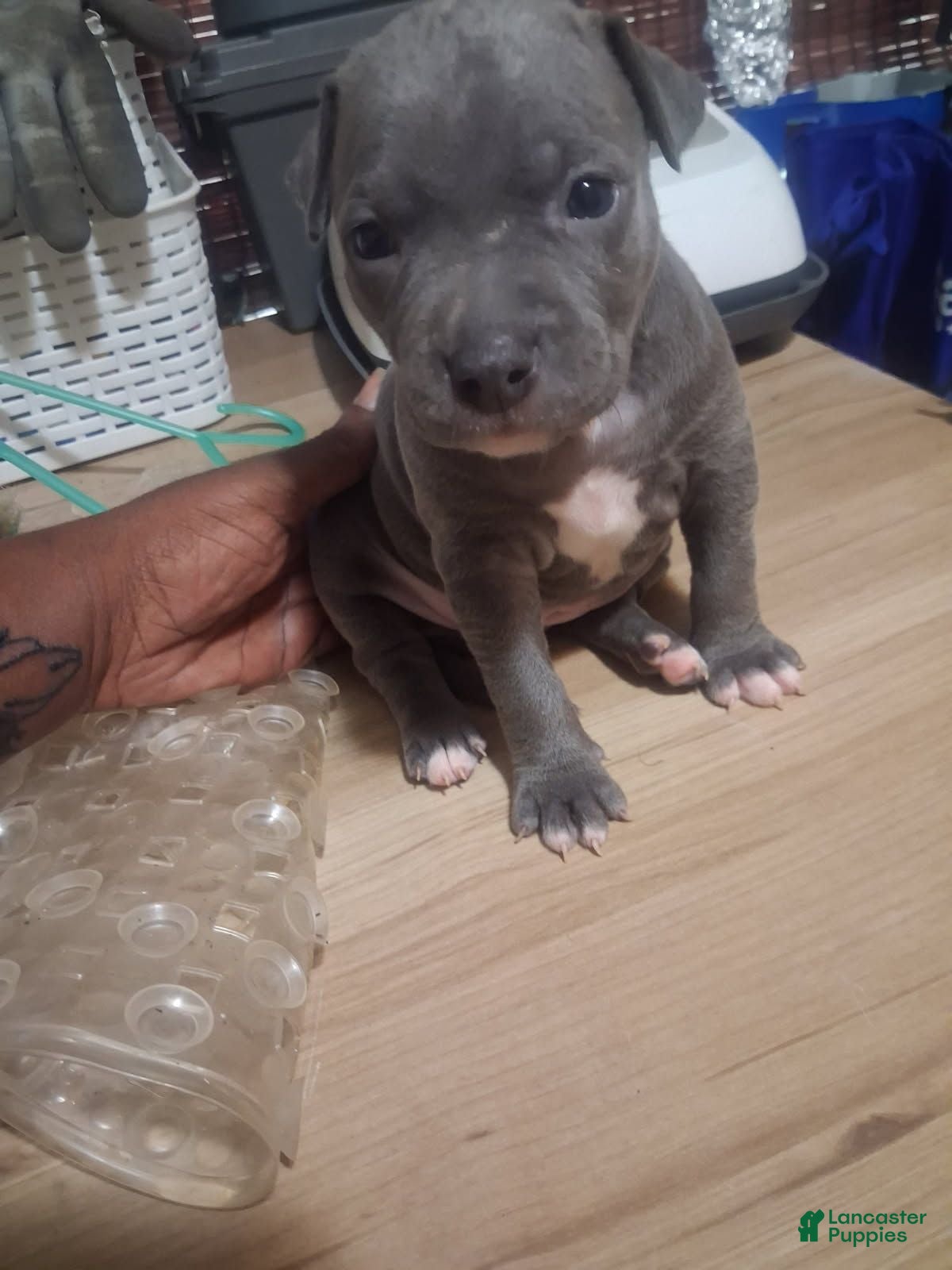 American Pit Bull Terrier dogs American Pit Bull Terrier 2 - Ad 3
