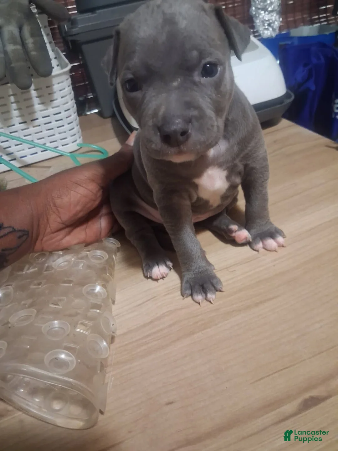 American Pit Bull Terrier dogs for sale: American Pit Bull Terrier 2 - Ad 1