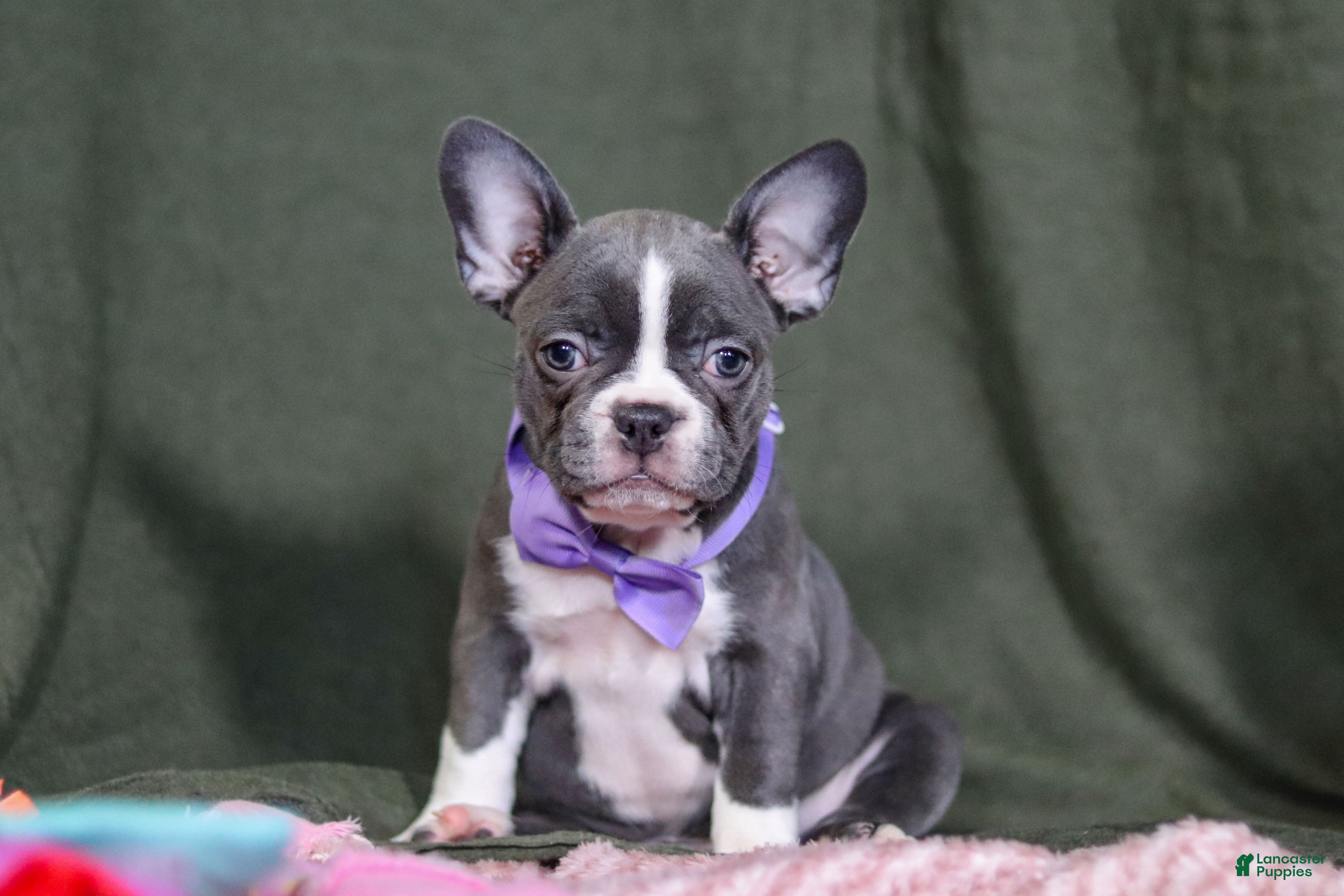 Terrier French Bulldog Puppies for sale Lancaster Puppies