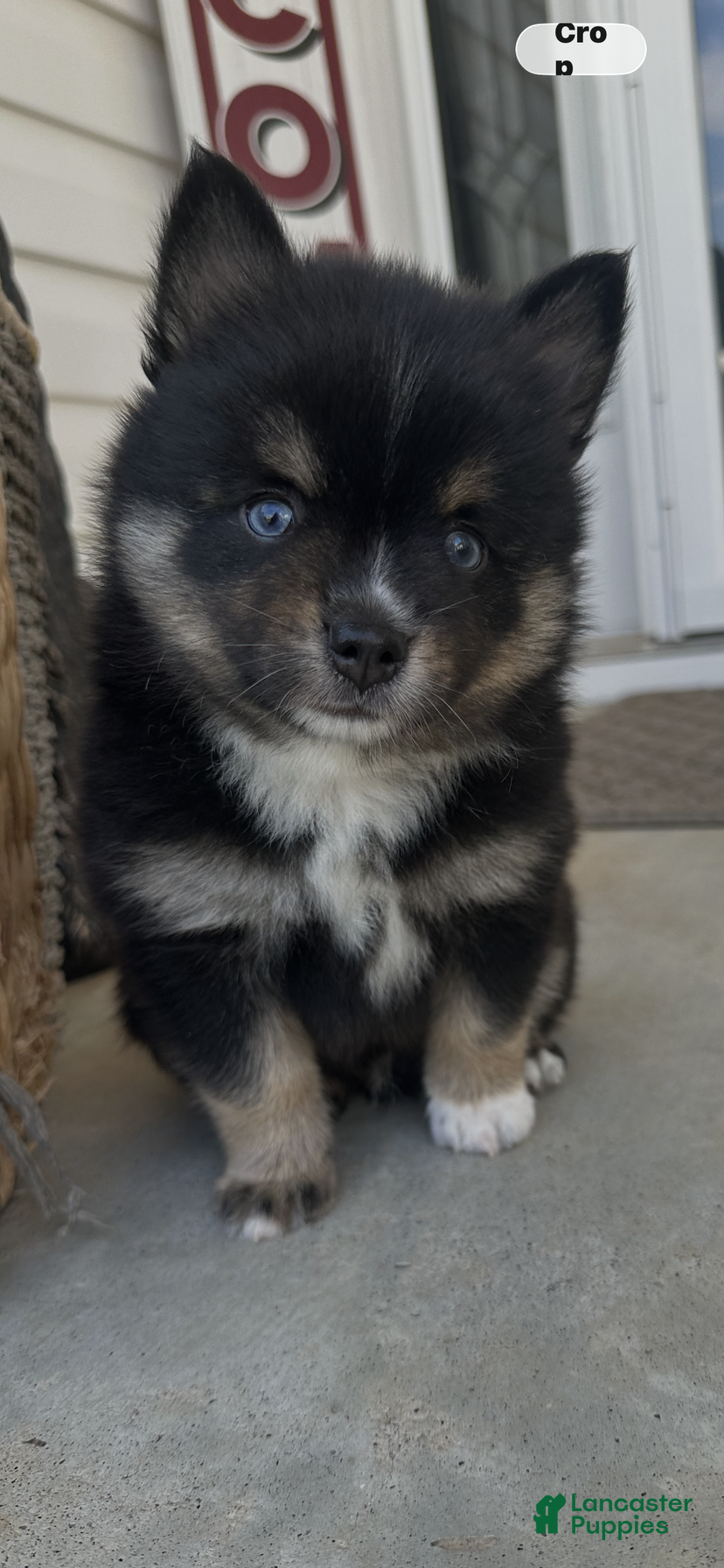 Pomsky dogs Kairo - Ad 12