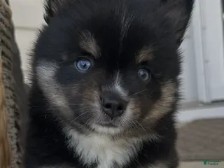 Pomsky dogs Kairo - Ad 12