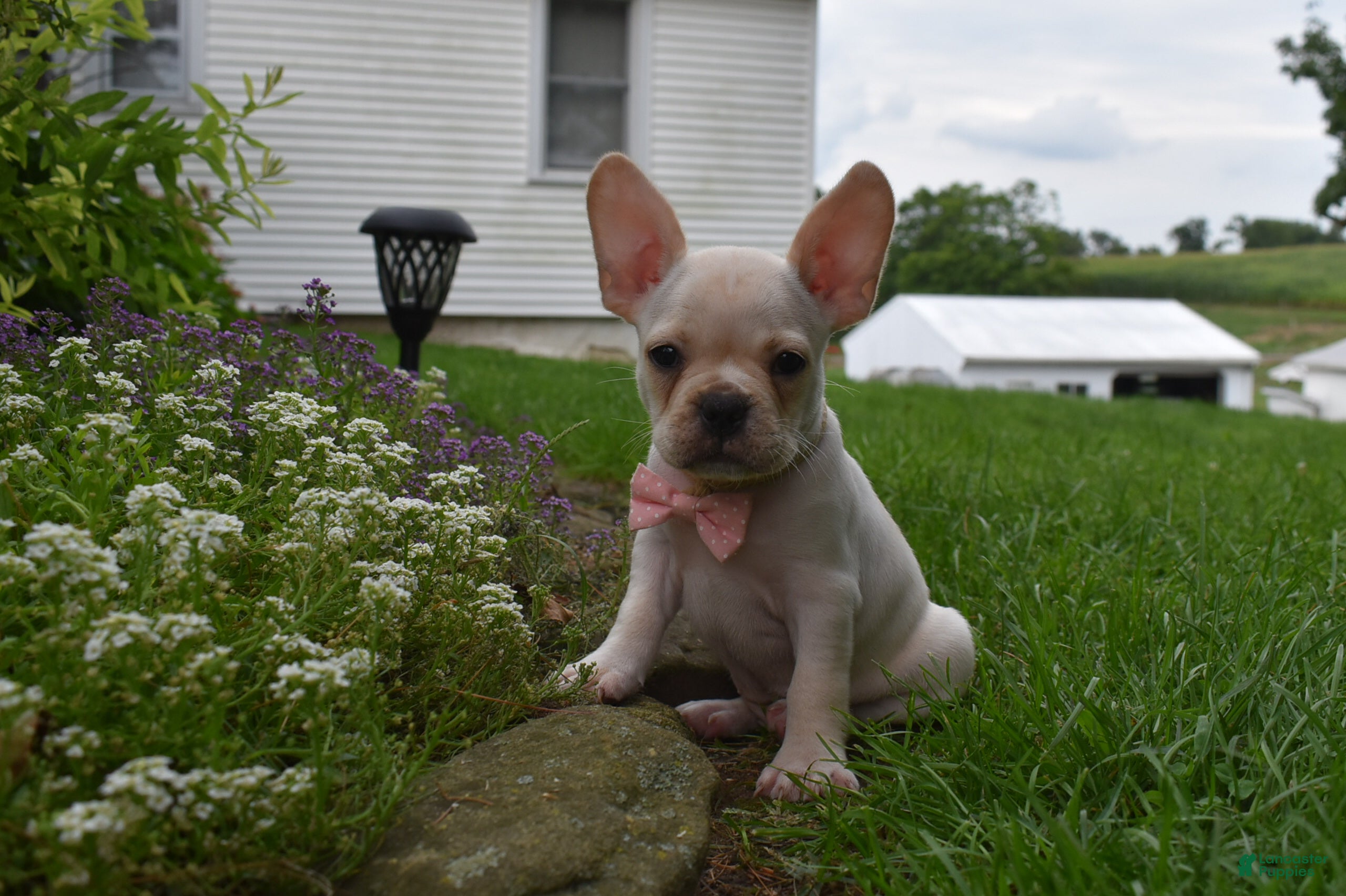 Frug dogs Mckenzie - Ad 2
