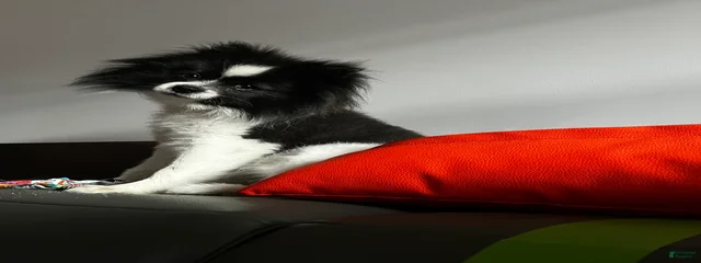 Maximus