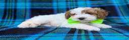 Cavapoo dogs for sale: Dexter  - Ad 8