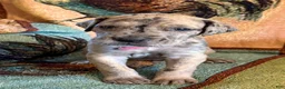 Great Dane dogs for sale: Magenta  - Ad 1