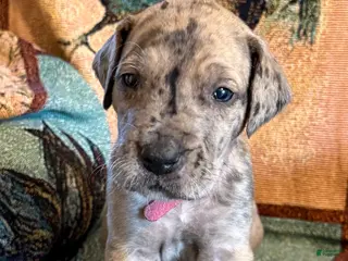 Great Dane dogs Magenta - Ad 10