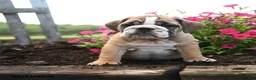 English Bulldog dogs for sale: Olaf - Ad 3