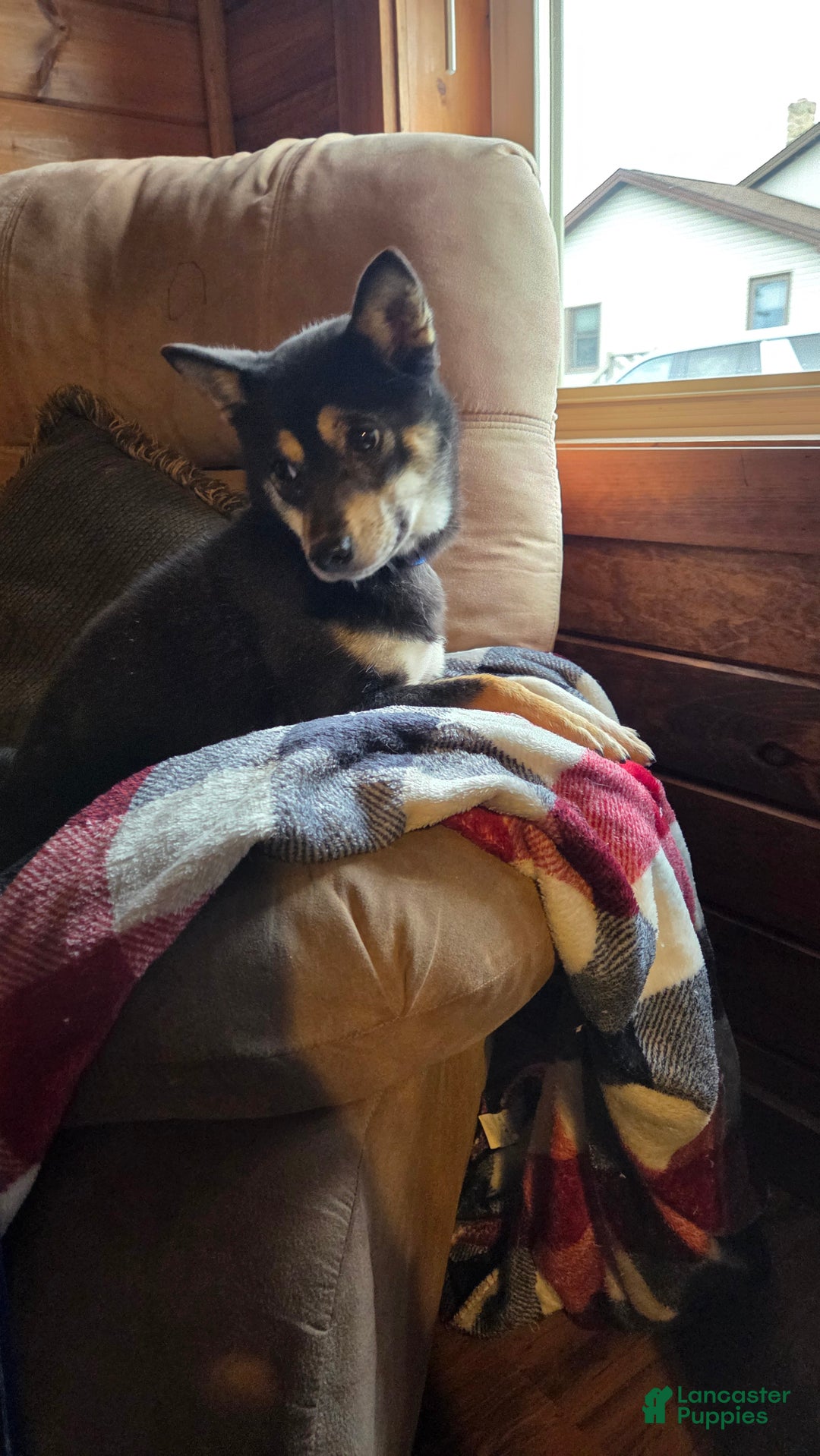 Shiba Inu dogs for sale: Shiba Inu Puppy 1 - Ad 10