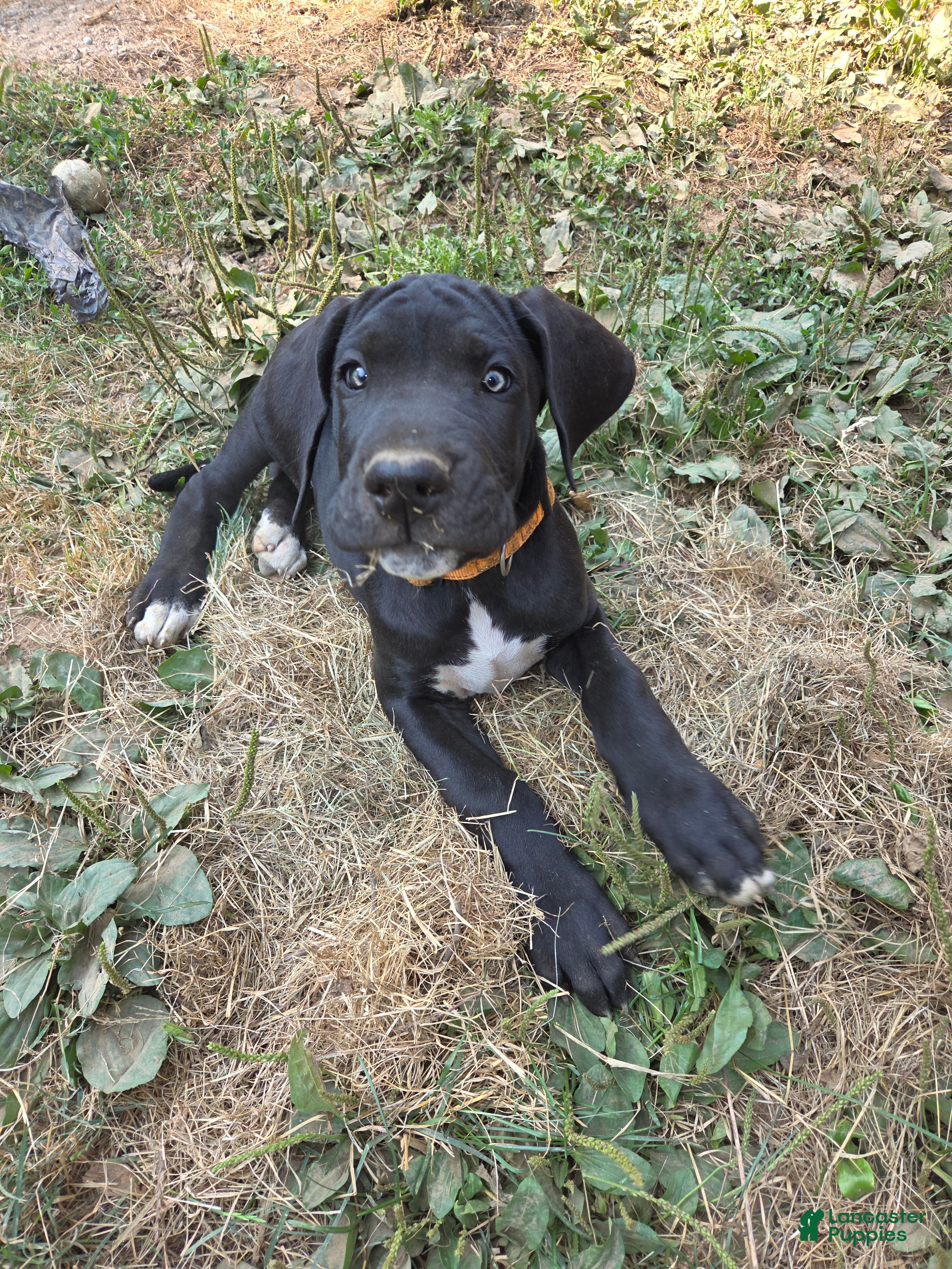 Great Dane dogs Great Dane 8 Brown collar - Ad 2
