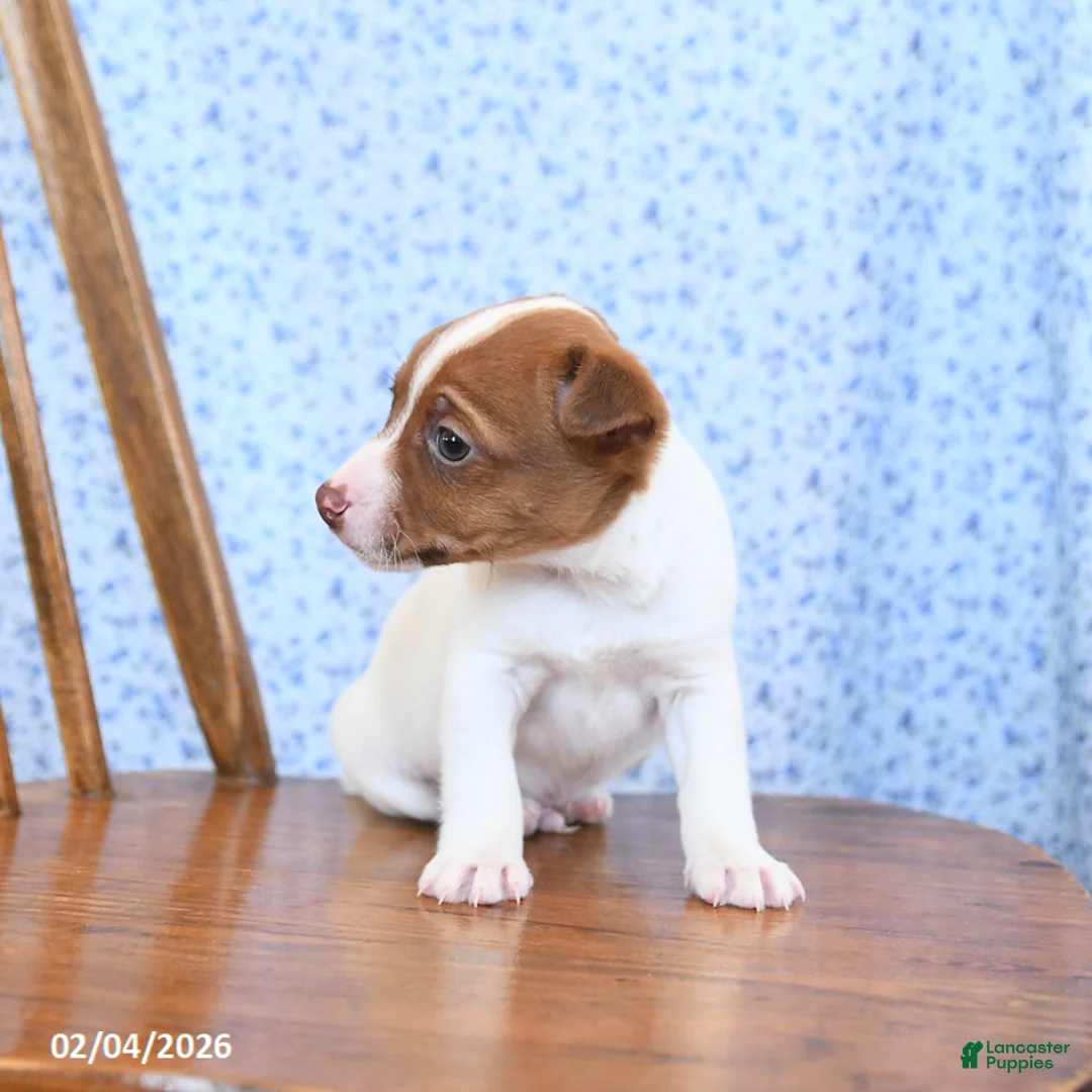 Jack Russell Terrier dogs for sale: Toffee - Ad 3