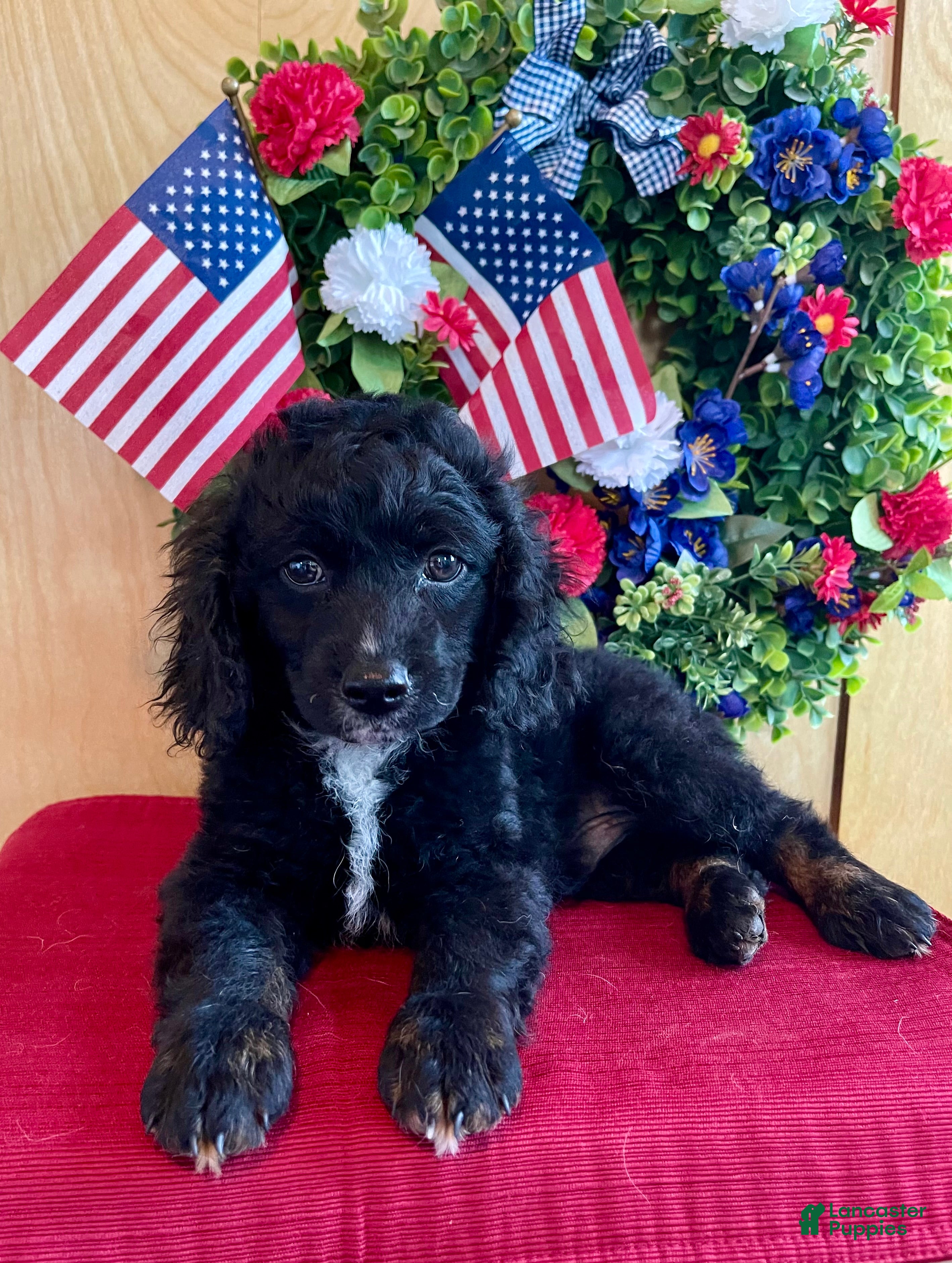 Cockapoo dogs Milo - Ad 1
