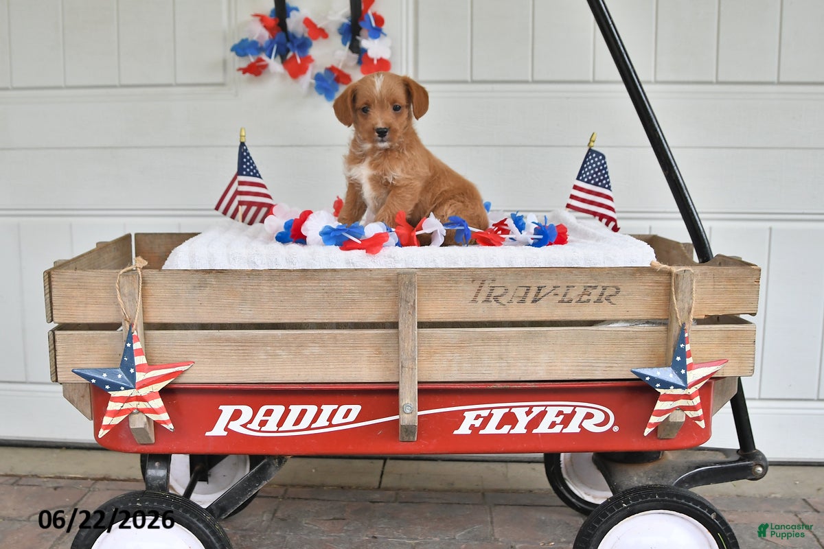 Mixed Breed dogs Scout - Ad 2