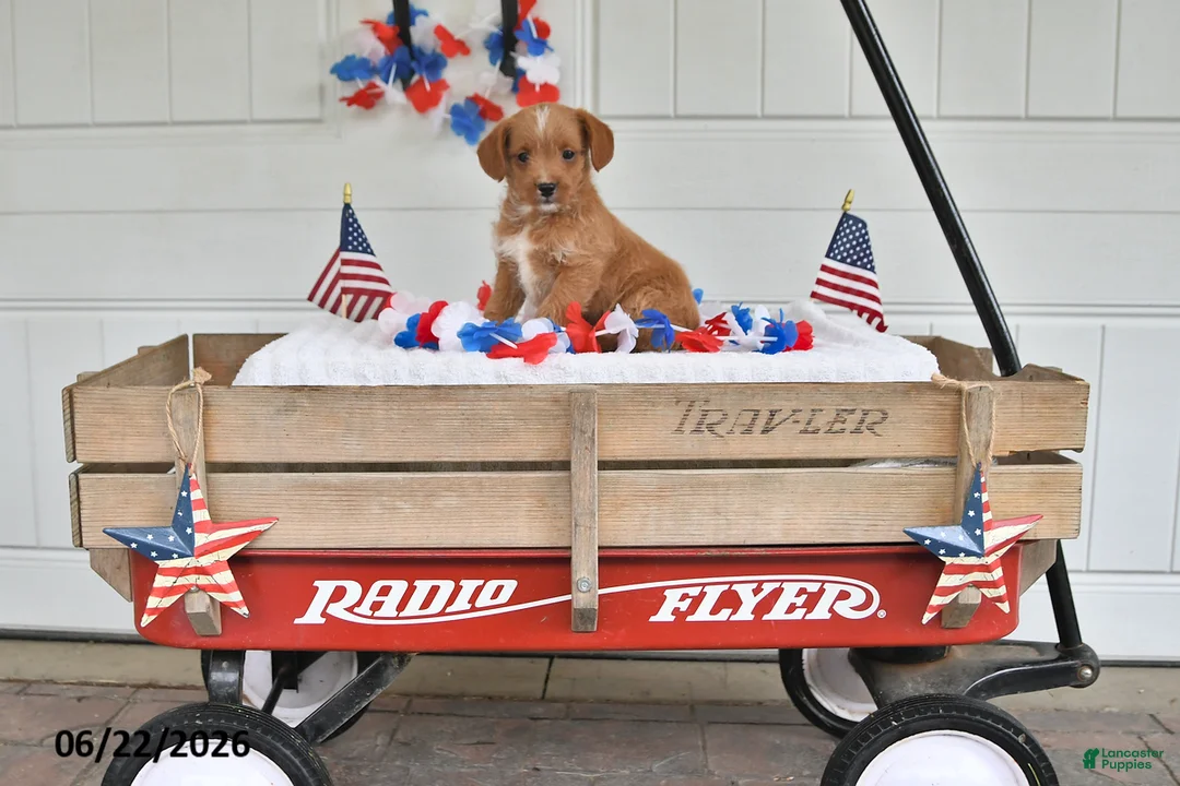 Toy Poodle dogs for sale: Scout - Ad 2