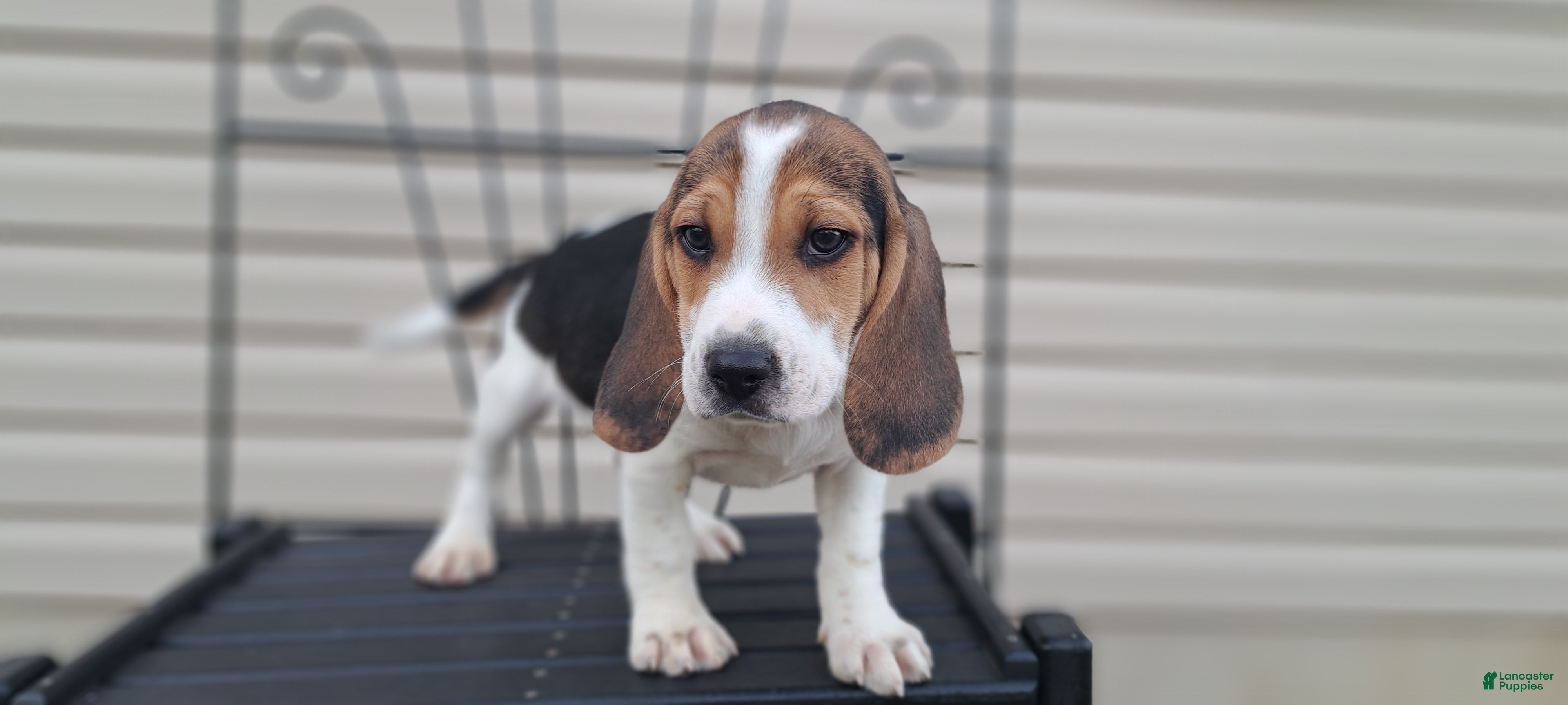 Beagle dogs COOPER - Ad 2