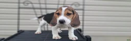 Beagle dogs for sale: COOPER - Ad 2