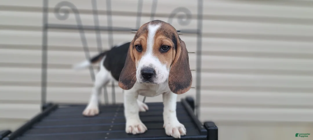 Beagle dogs for sale: COOPER - Ad 2