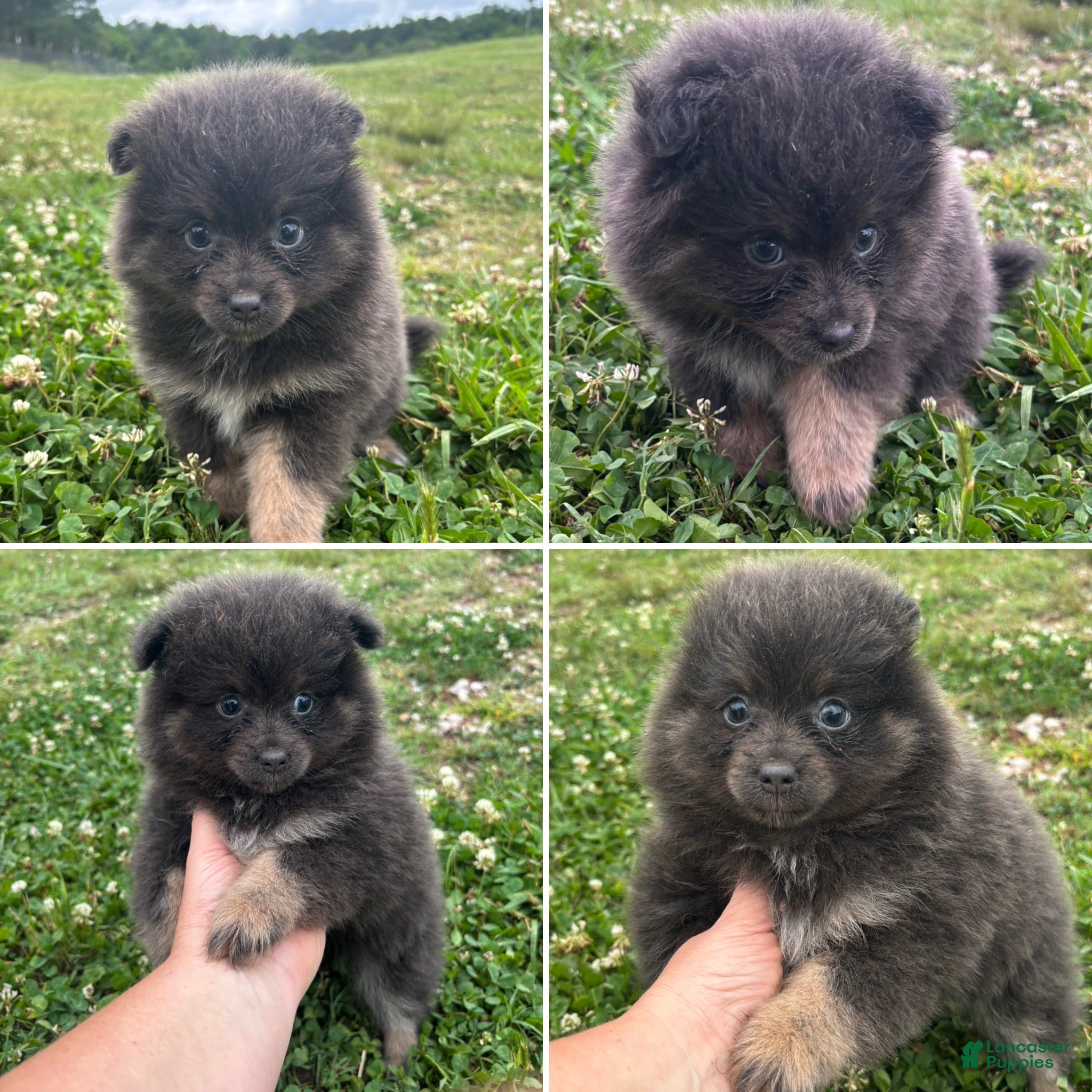 Pomeranian dogs Pomeranian Puppy 1 - Ad 15