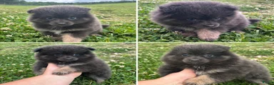 Pomeranian Puppy 1