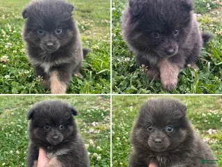 Pomeranian dogs Pomeranian Puppy 1 - Ad 15