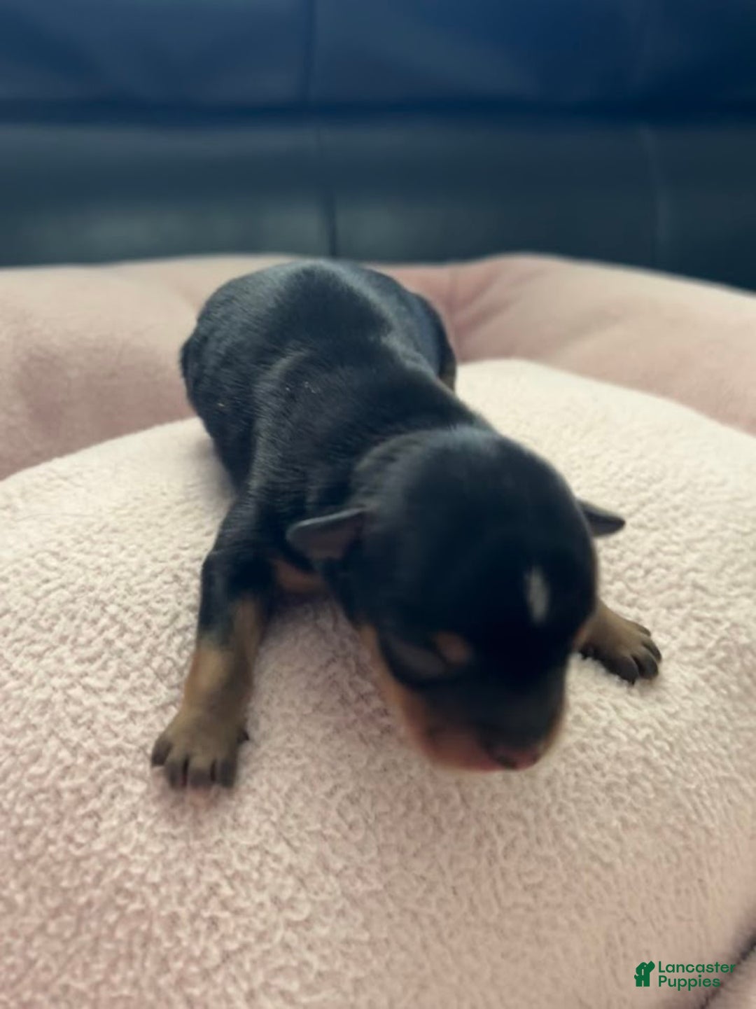 Yorkiepoo dogs for sale: Yorkiepoo Puppy 2 (Izzy) - Ad 3